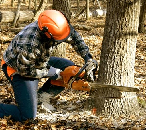Tree Removal in Columbus, MI